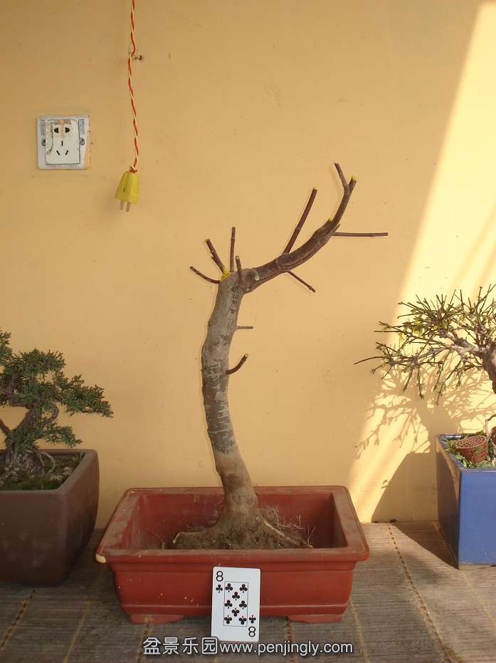 DSC01392.JPG