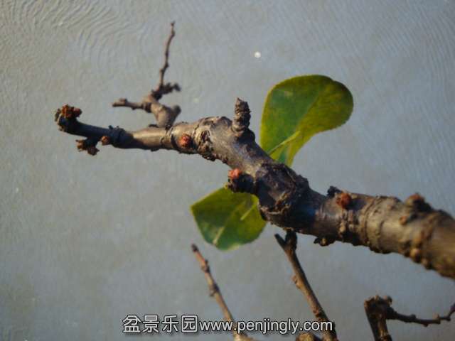 DSC09817.JPG