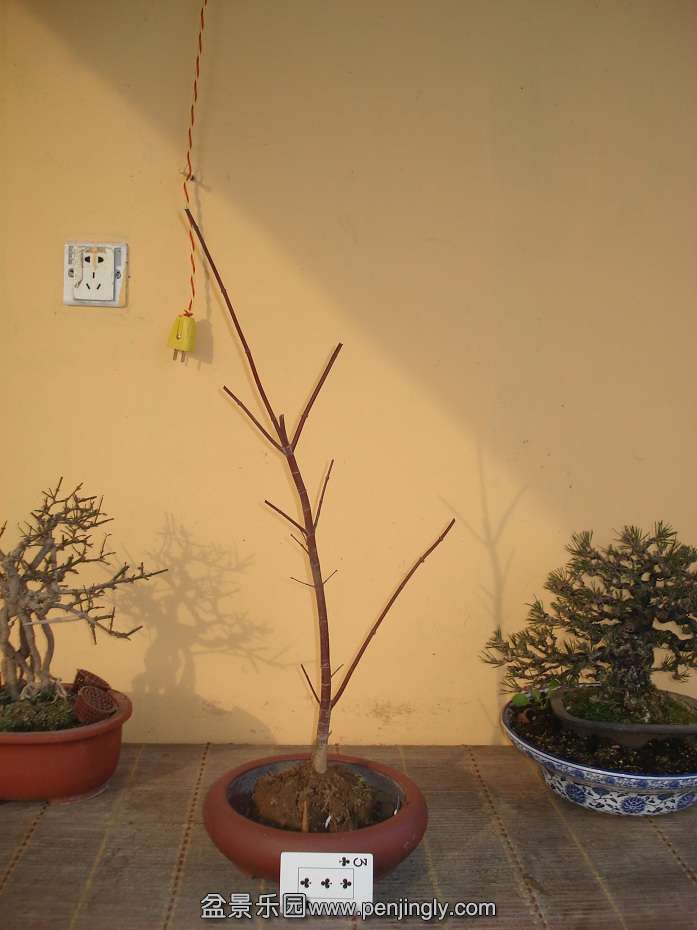 DSC01412.JPG