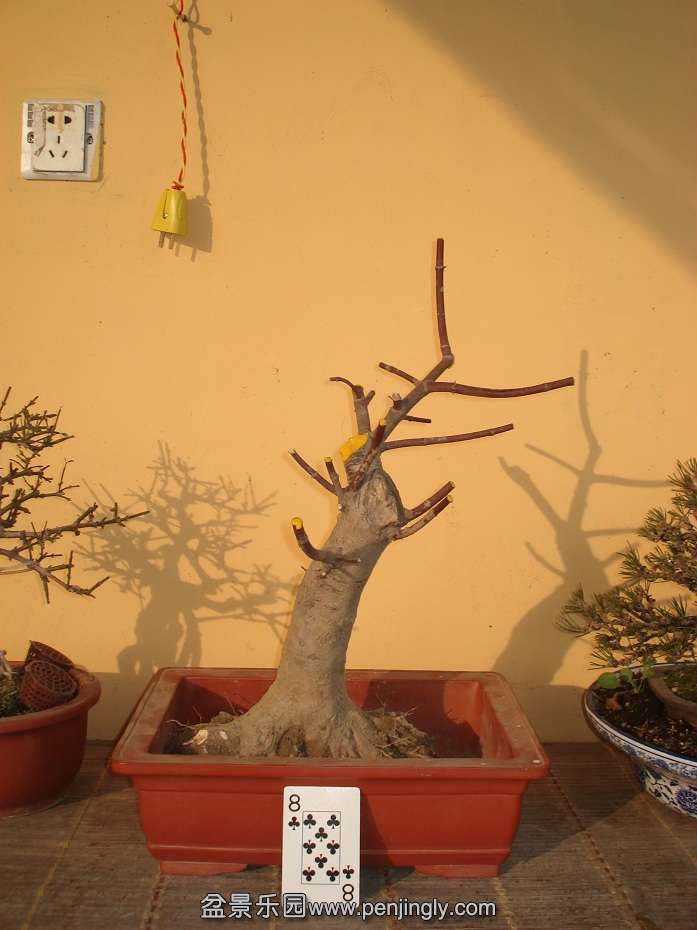 DSC01425.JPG
