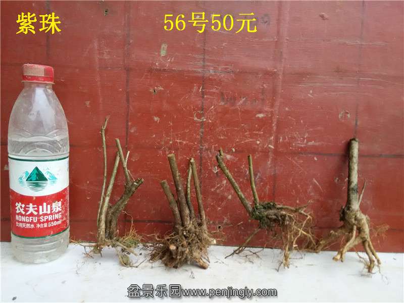 56.jpg