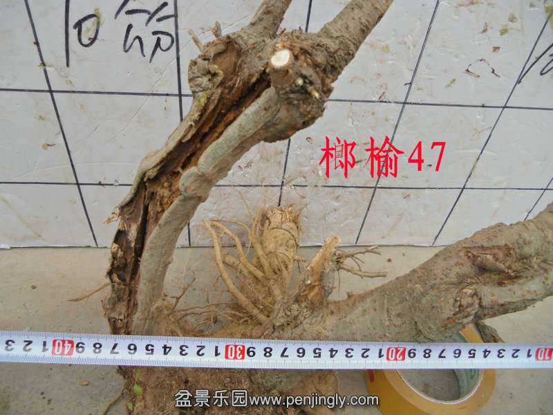 CIMG3539.JPG