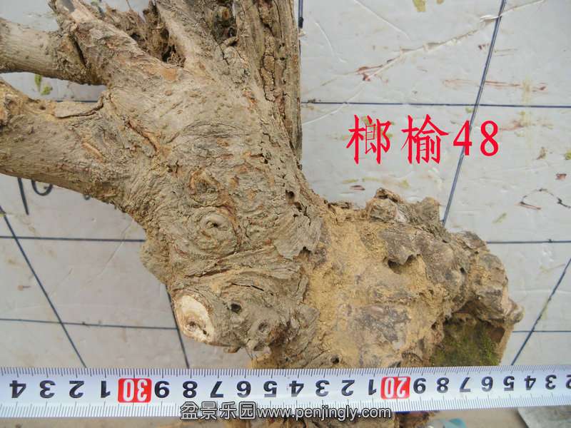 CIMG3542.JPG