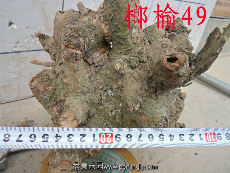 CIMG3545.JPG