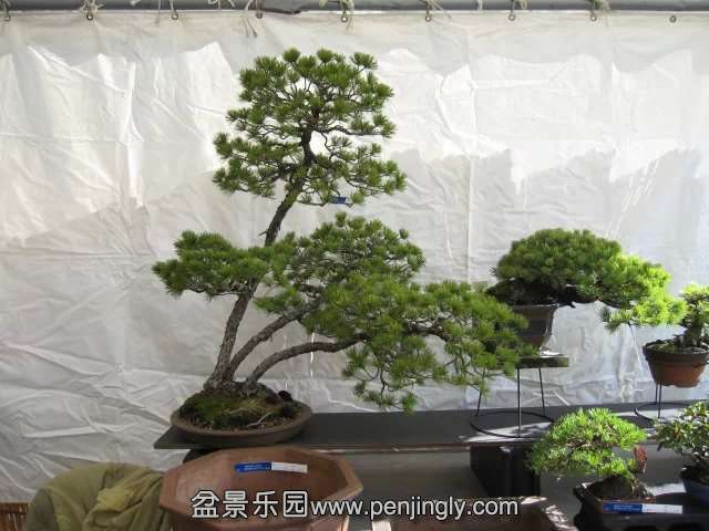 psb031.jpg