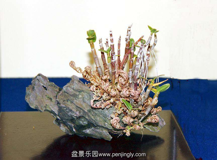 IMG_9711.JPG