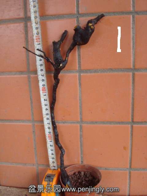 DSC00706.JPG