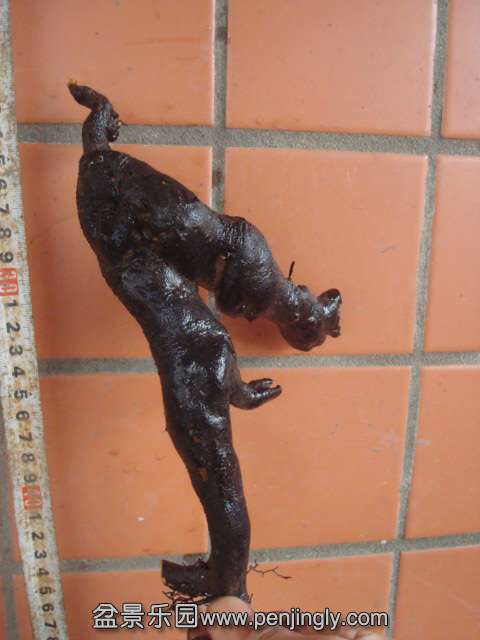 DSC00727.JPG