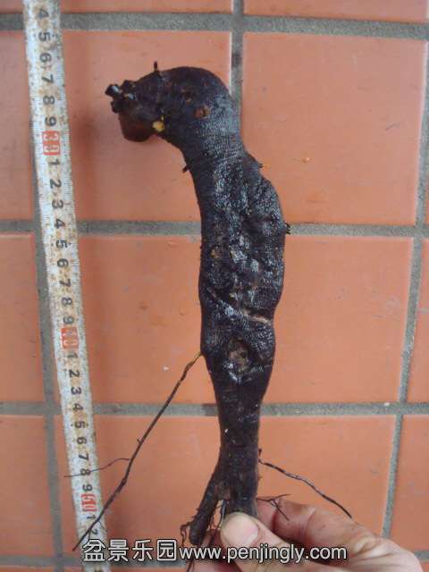 DSC00729.JPG