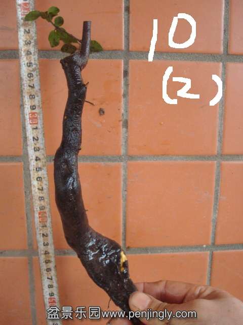 DSC00730.JPG