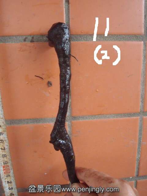 DSC00732.JPG