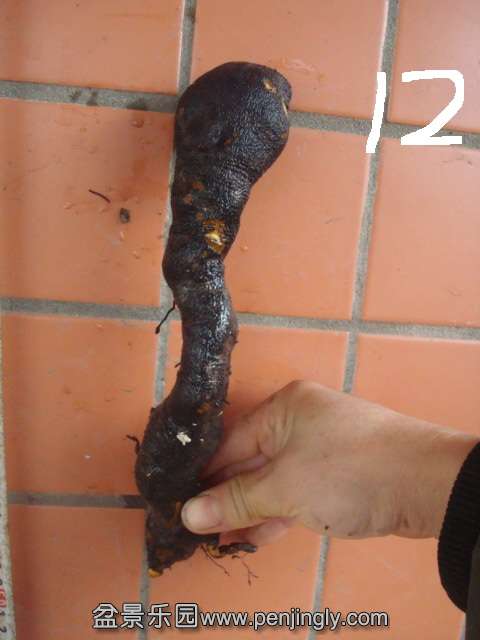 DSC00734.JPG