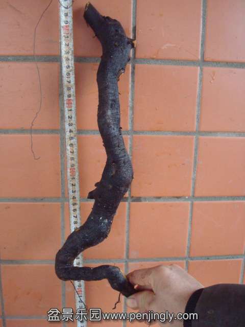 DSC00744.JPG