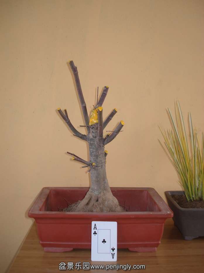 DSC01526.JPG