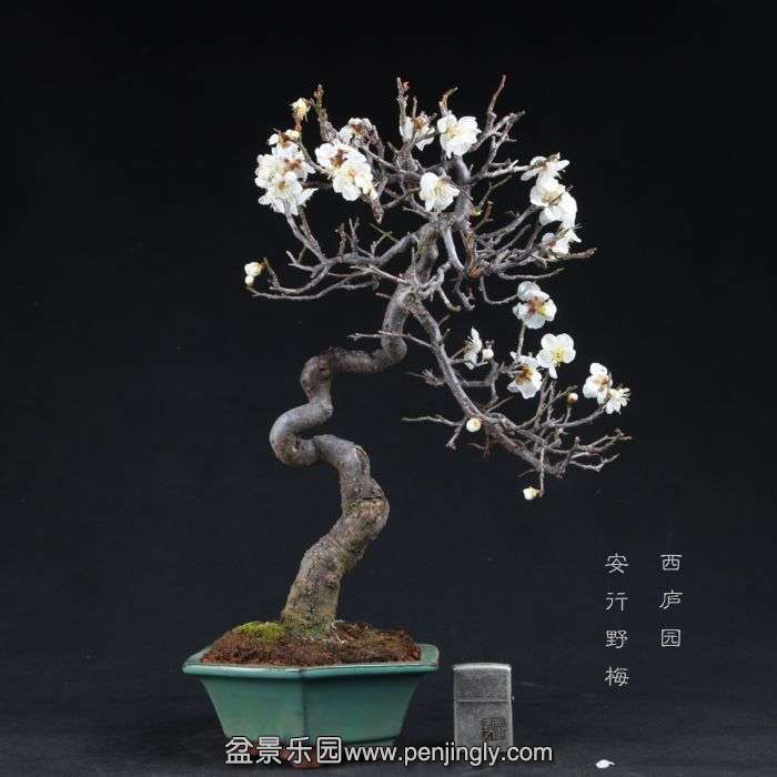 bonsai15011603.jpg