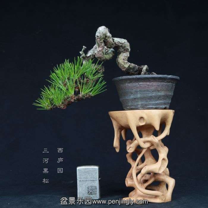 bonsai15011611.jpg