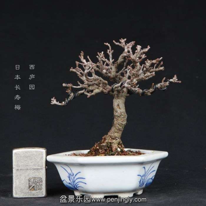 bonsai15011615.jpg