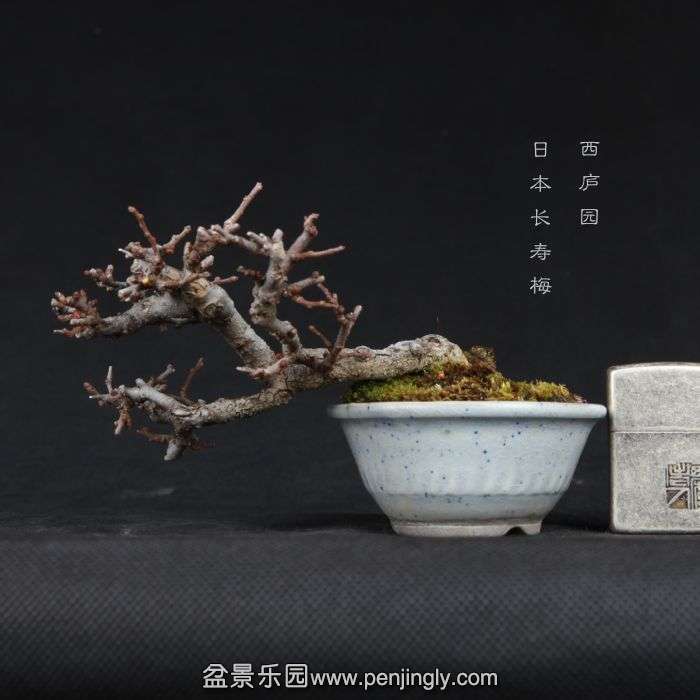bonsai15011617.jpg