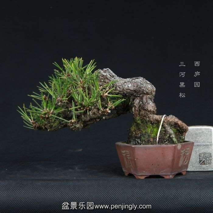 bonsai15011619.jpg