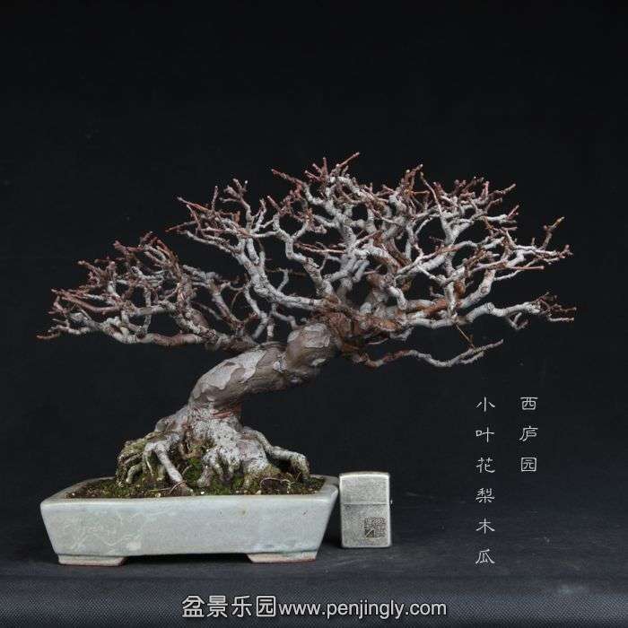 bonsai15011621.jpg