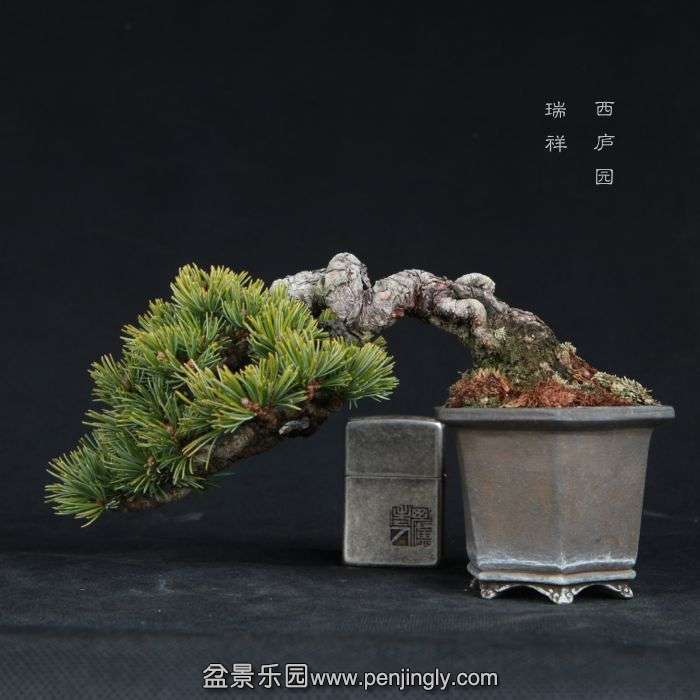 bonsai15011624.jpg