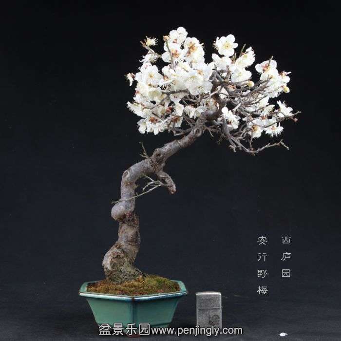 bonsai15011601.jpg