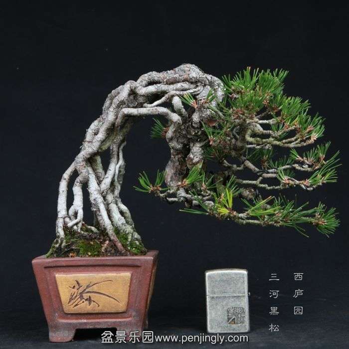 bonsai15011606.jpg