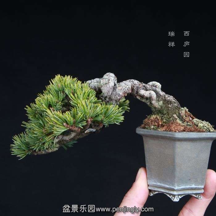 bonsai15011626.jpg