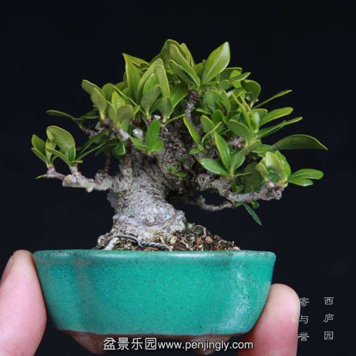 bonsai15011633.jpg
