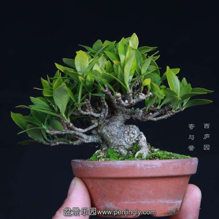 bonsai15011634.jpg