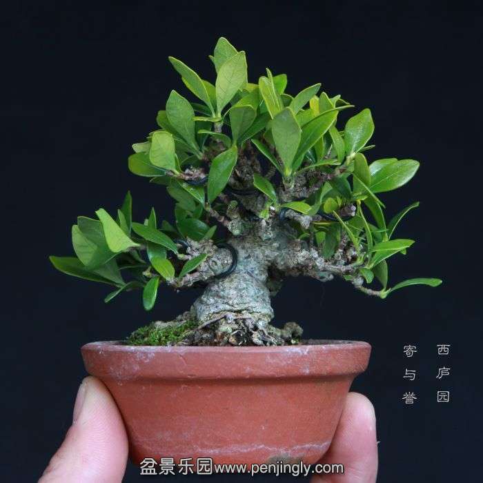 bonsai15011637.jpg