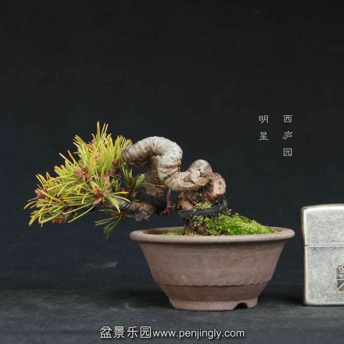 bonsai15011801.jpg