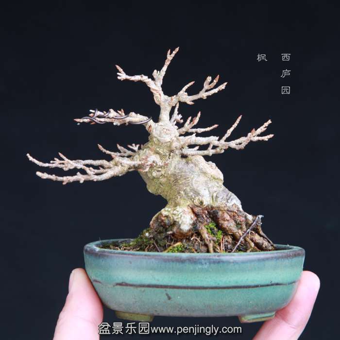 bonsai15011808.jpg