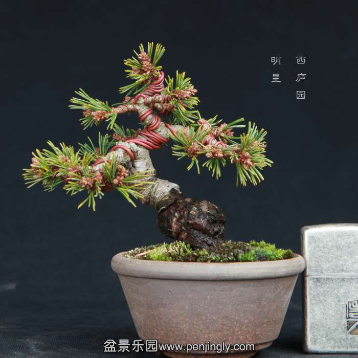 bonsai15011810.jpg