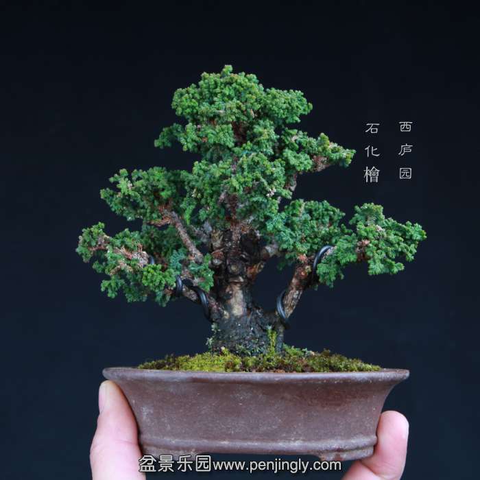 bonsai15011818.jpg