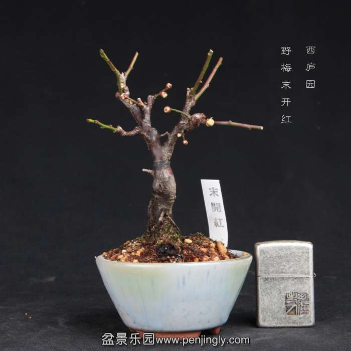 bonsai15011822.jpg
