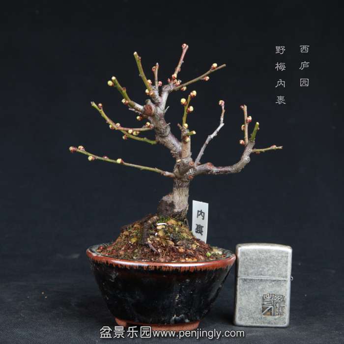 bonsai15011824.jpg