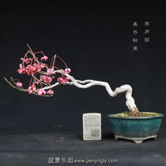 bonsai15011826.jpg