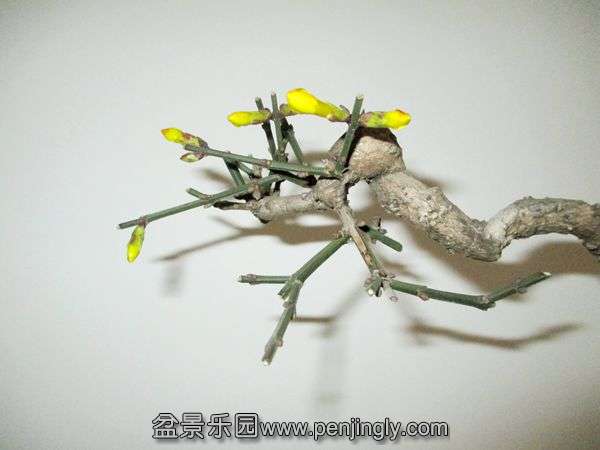 Ƭ 016.jpg