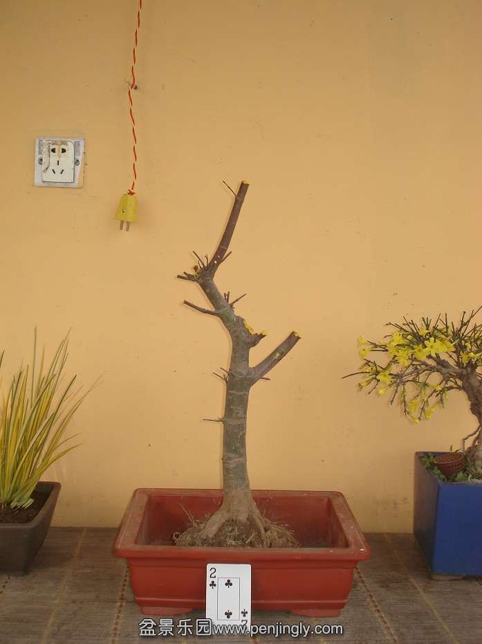 DSC01539.JPG