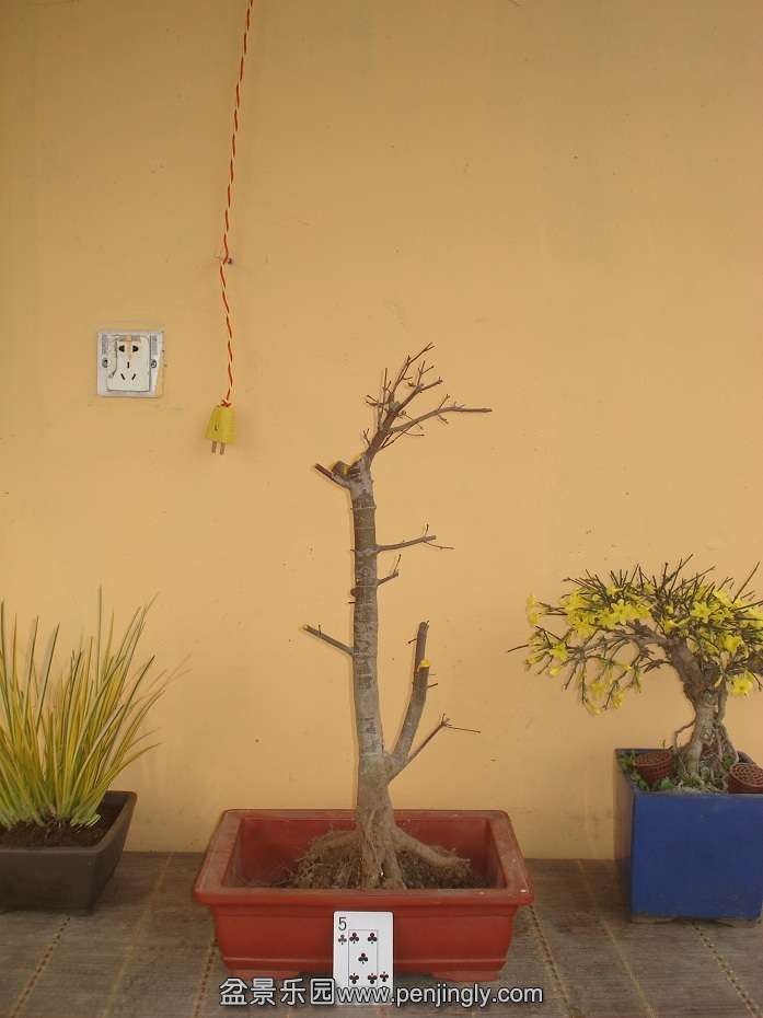 DSC01546.JPG