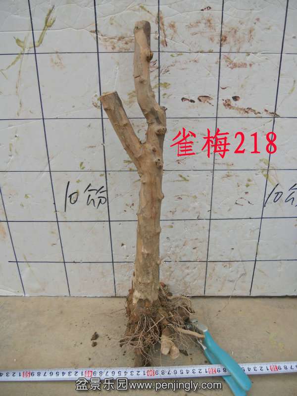 CIMG3706.JPG