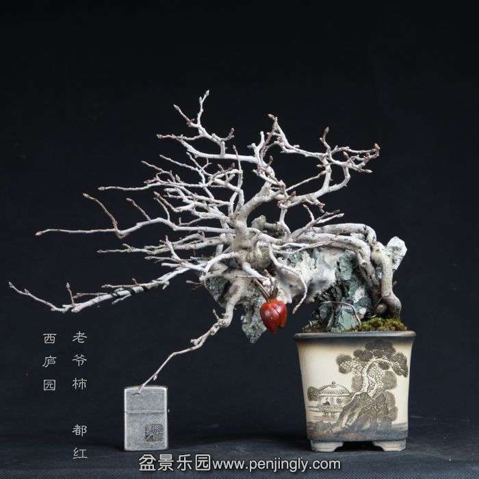 bonsai15011901.jpg