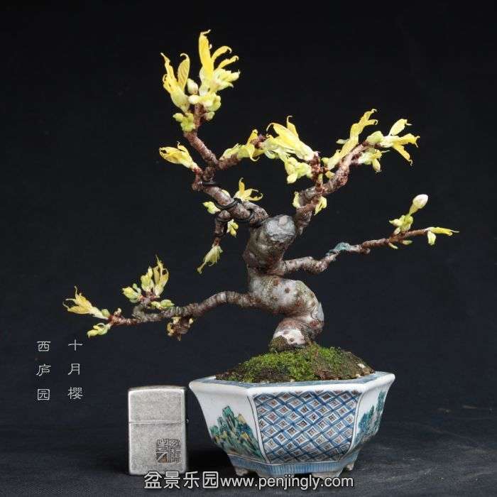 bonsai15011903.jpg
