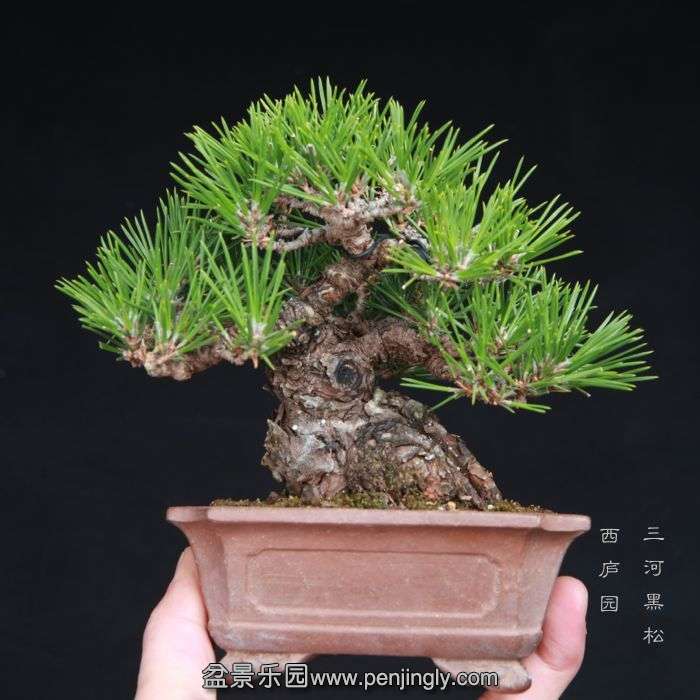 bonsai15011913.jpg