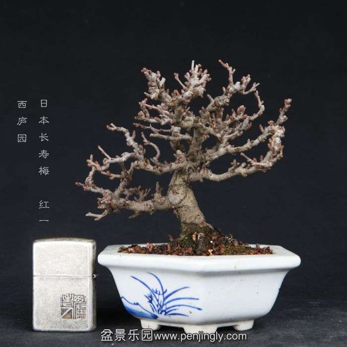 bonsai15011918.jpg