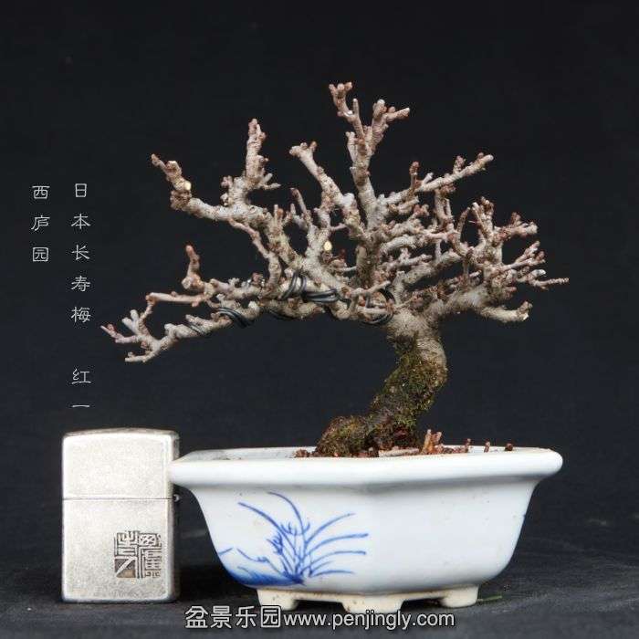 bonsai15011920.jpg