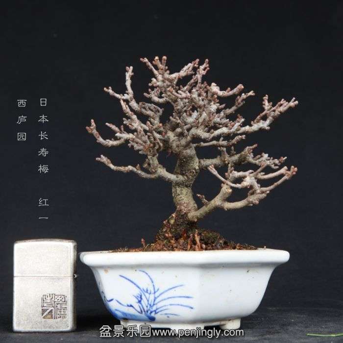 bonsai15011922.jpg
