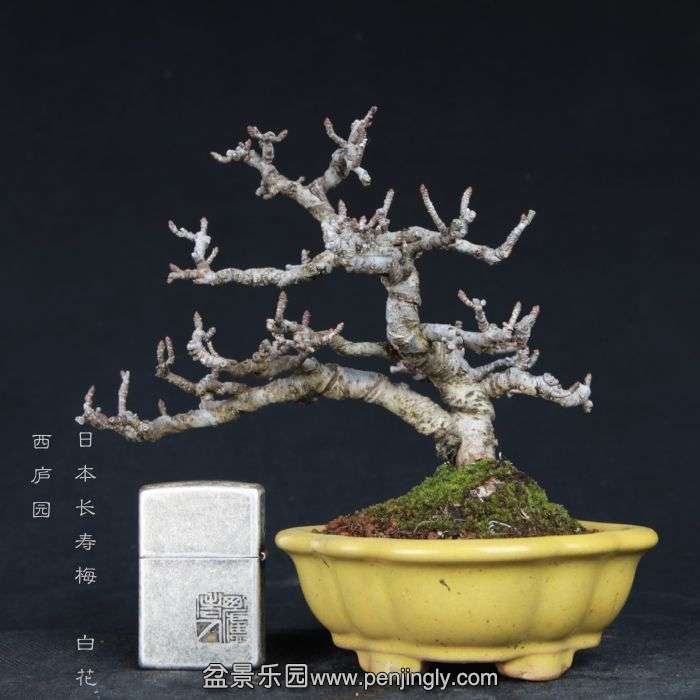 bonsai15011926.jpg