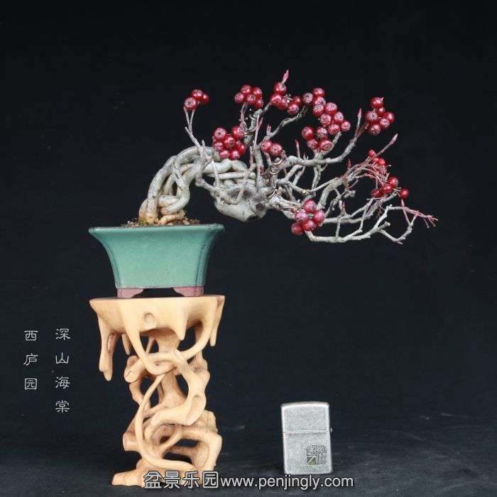 bonsai15011927.jpg